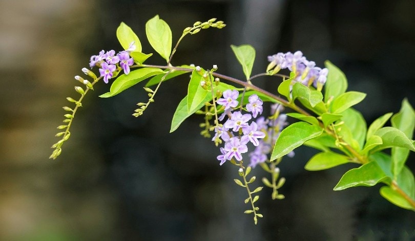 26 Best Flowers to Grow In Florida (With Pictures)