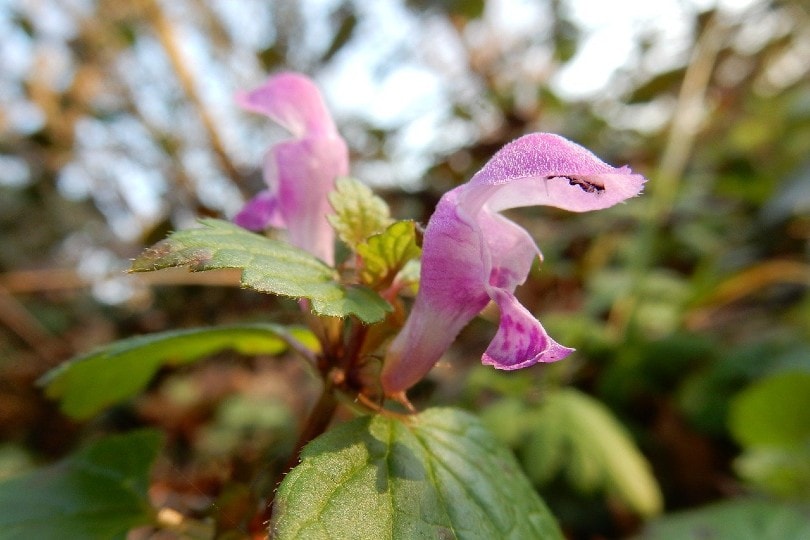 26 Best Flowers to Grow In Florida (With Pictures)
