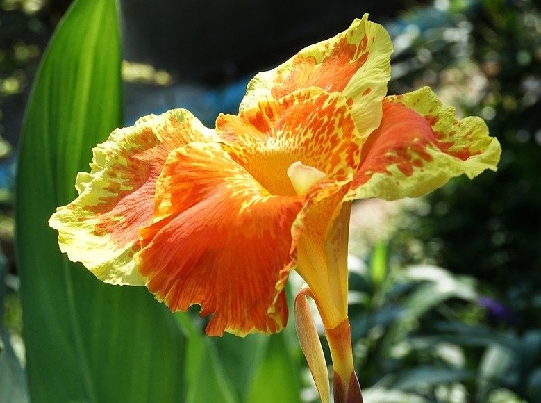 26 Best Flowers to Grow In Florida (With Pictures)