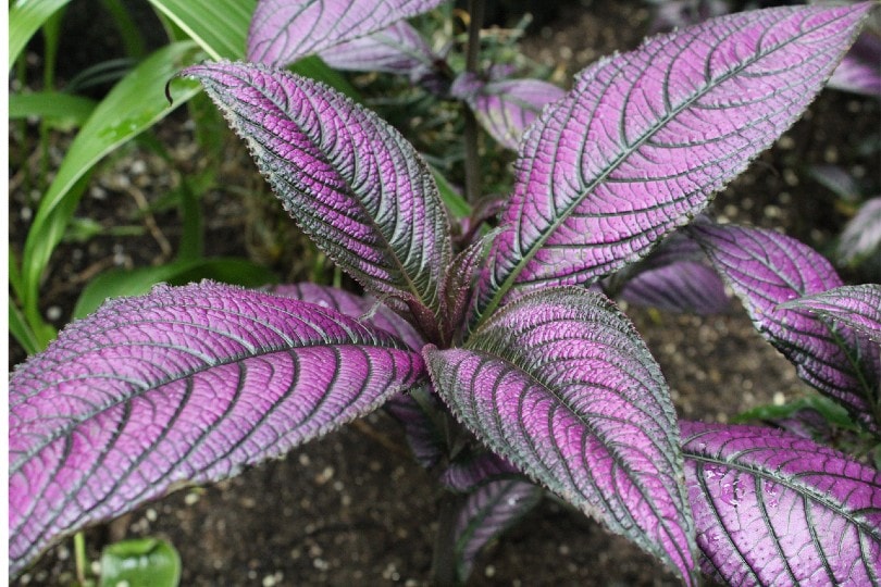 26 Best Flowers to Grow In Florida (With Pictures)