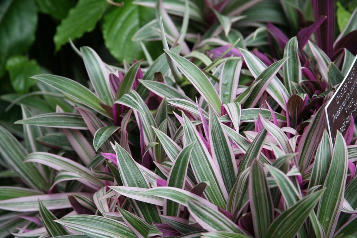 26 Best Flowers to Grow In Florida (With Pictures)