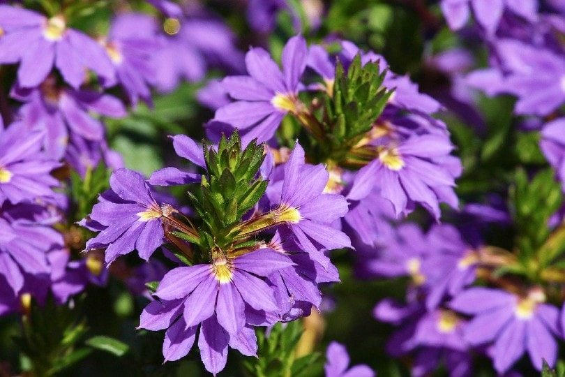 26 Best Flowers to Grow In Florida (With Pictures)