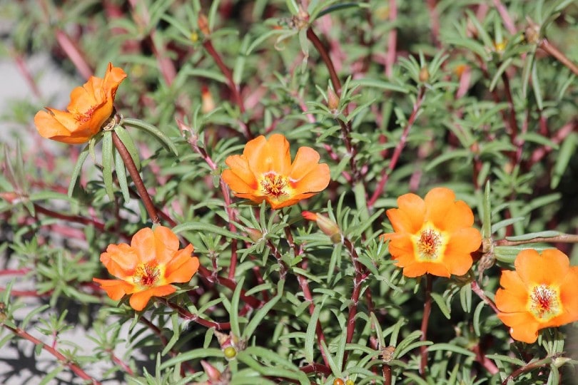 26 Best Flowers to Grow In Florida (With Pictures)