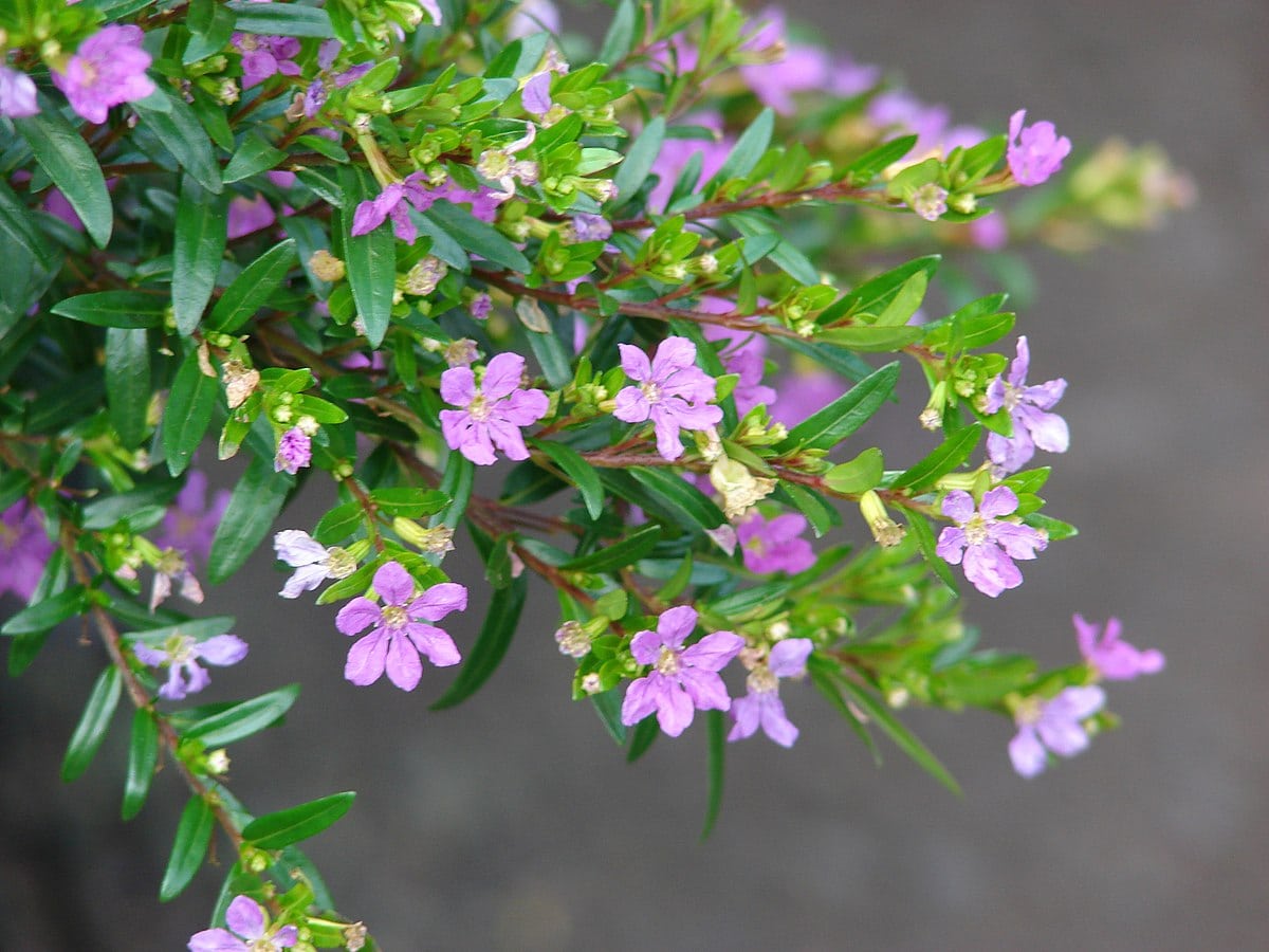 26 Best Flowers to Grow In Florida (With Pictures)