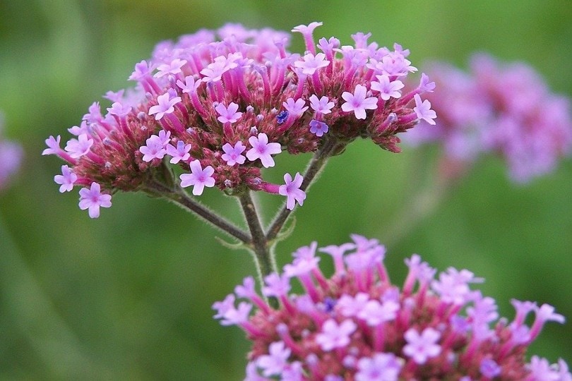 26 Best Flowers to Grow In Florida (With Pictures)