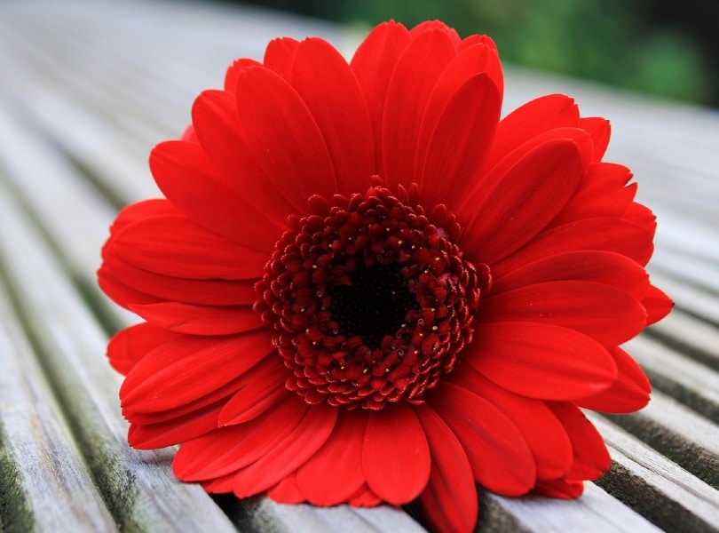 26 Best Flowers to Grow In Florida (With Pictures)