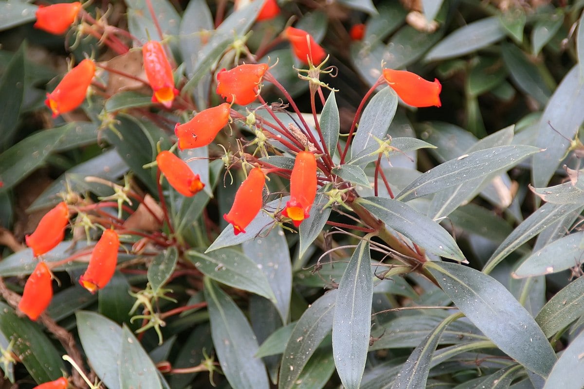 26 Best Flowers to Grow In Florida (With Pictures)