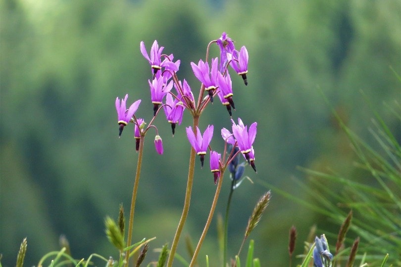 26 Best Flowers to Grow In Florida (With Pictures)