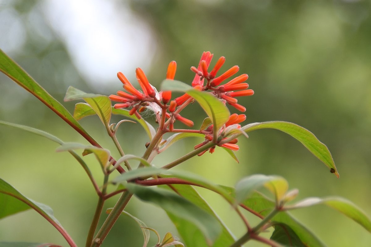 26 Best Flowers to Grow In Florida (With Pictures)