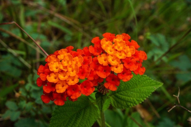 26 Best Flowers to Grow In Florida (With Pictures)