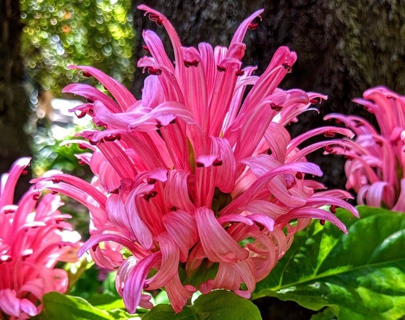 26 Best Flowers to Grow In Florida (With Pictures)
