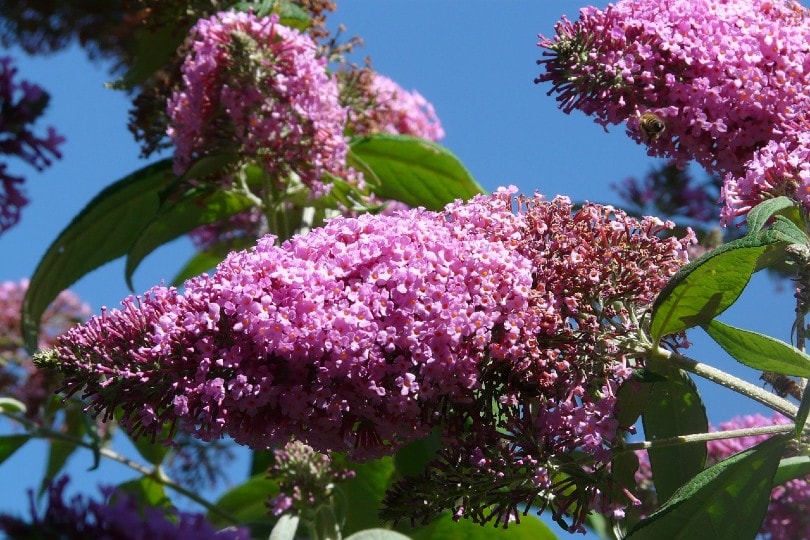 26 Best Flowers to Grow In Florida (With Pictures)