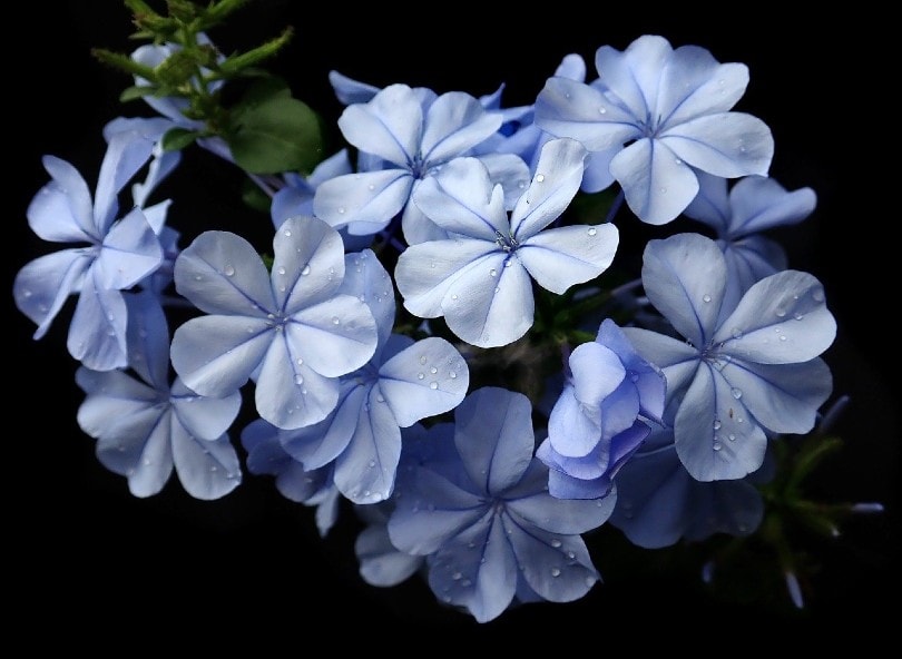 26 Best Flowers to Grow In Florida (With Pictures)