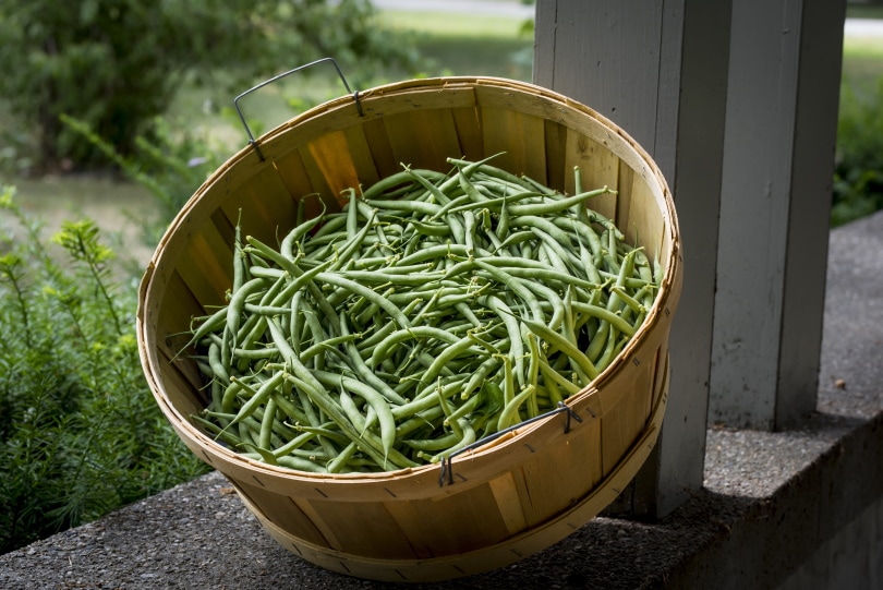 11 Best Vegetables to Grow in Ohio (With Pictures)