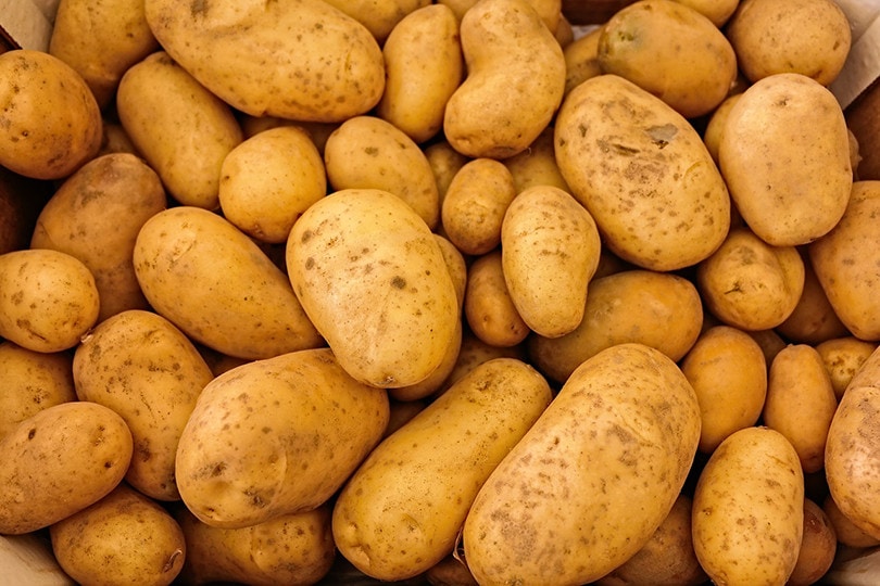 11 Best Vegetables to Grow in Ohio (With Pictures)