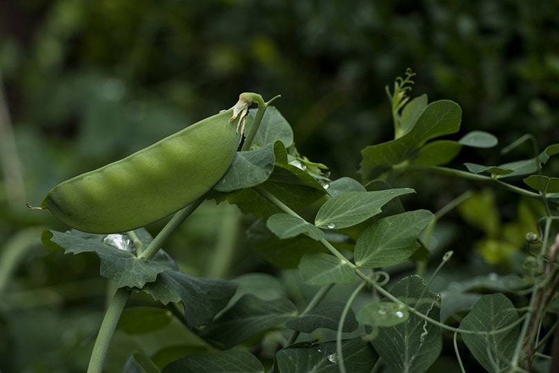 14 Best Vegetables to Grow in Arizona (With Pictures)