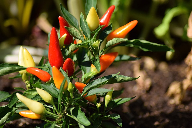 14 Best Vegetables to Grow in Arizona (With Pictures)