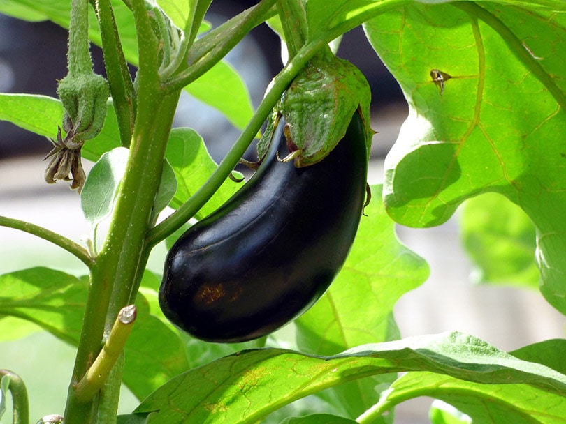 14 Best Vegetables to Grow in Arizona (With Pictures)