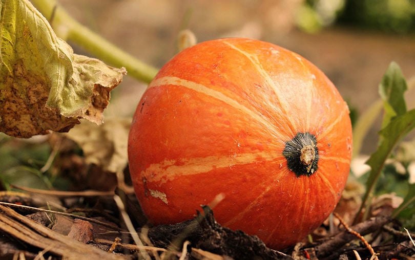 14 Best Vegetables to Grow in Arizona (With Pictures)