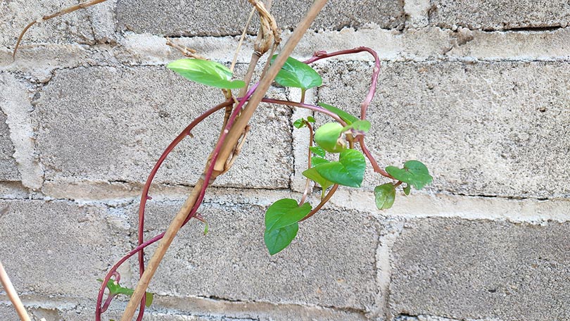 14 Best Vegetables to Grow in Arizona (With Pictures)