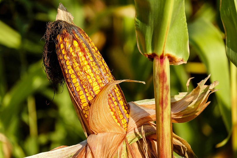 14 Best Vegetables to Grow in Arizona (With Pictures)