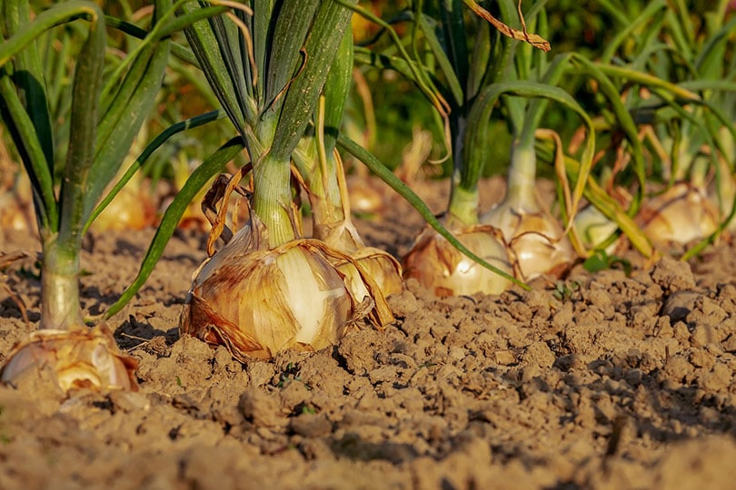 14 Best Vegetables to Grow in Arizona (With Pictures)