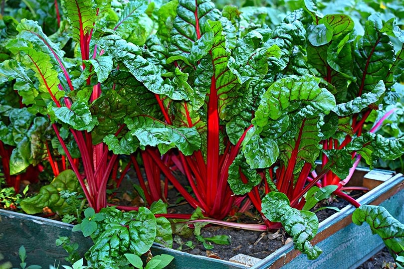 10 Easy Vegetables to Grow in Pots (With Pictures)