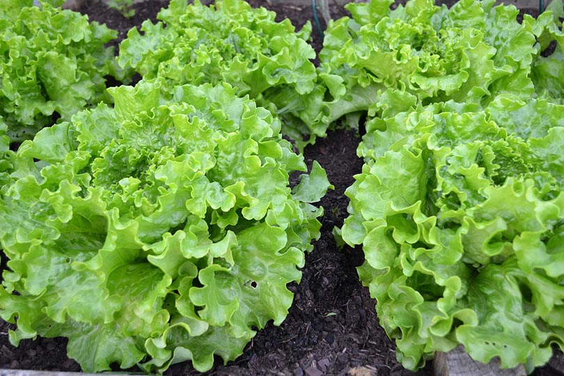 10 Easy Vegetables to Grow in Pots (With Pictures)