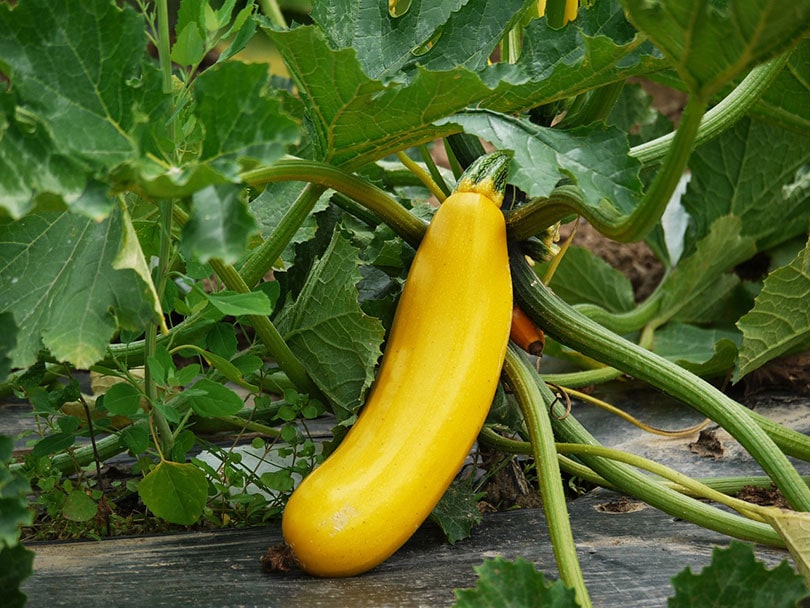 10 Easy Vegetables to Grow in Pots (With Pictures)