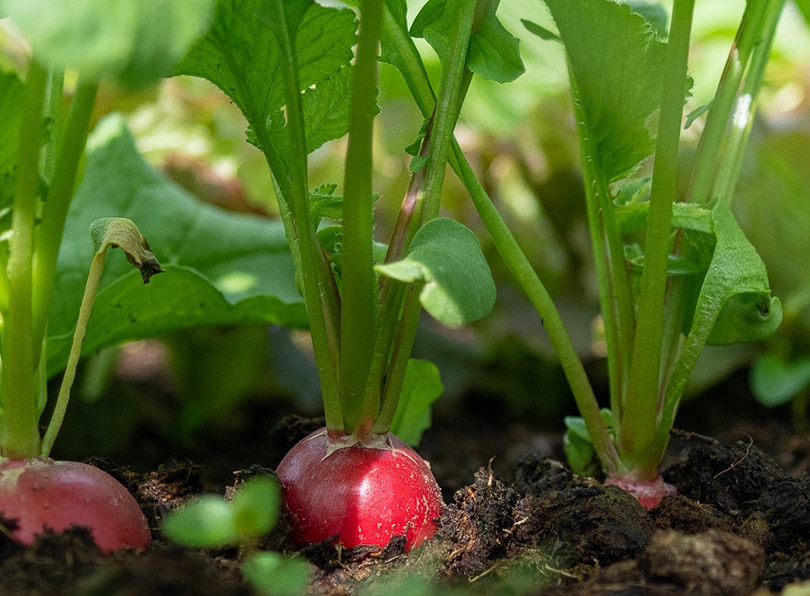 10 Easy Vegetables to Grow in Pots (With Pictures)