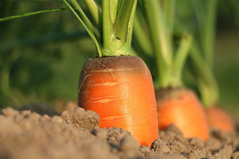 10 Easy Vegetables to Grow in Pots (With Pictures)