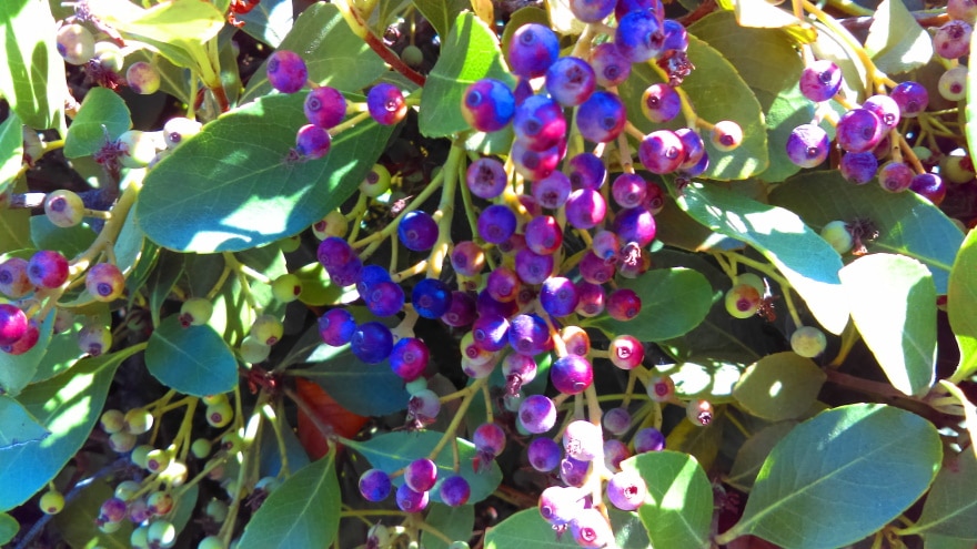 15 Shrubs You Can Plant Close To The House (With Pictures)