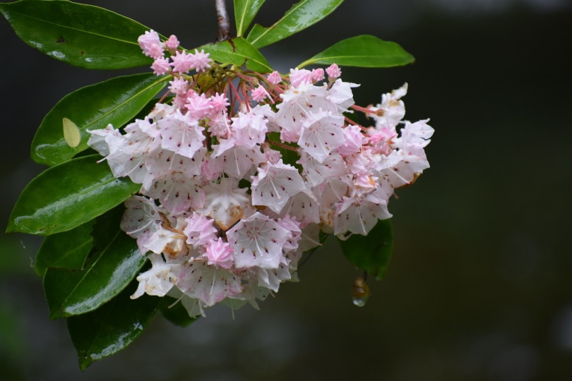 15 Shrubs You Can Plant Close To The House (With Pictures)
