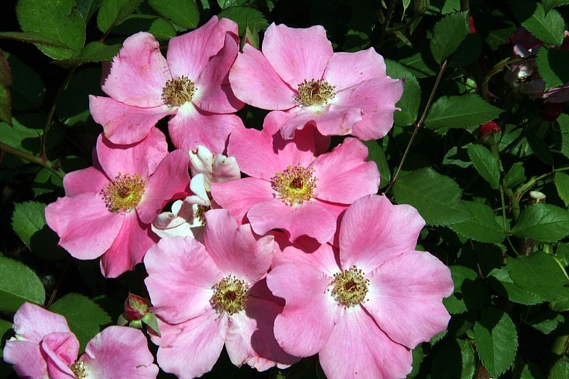15 Shrubs You Can Plant Close To The House (With Pictures)