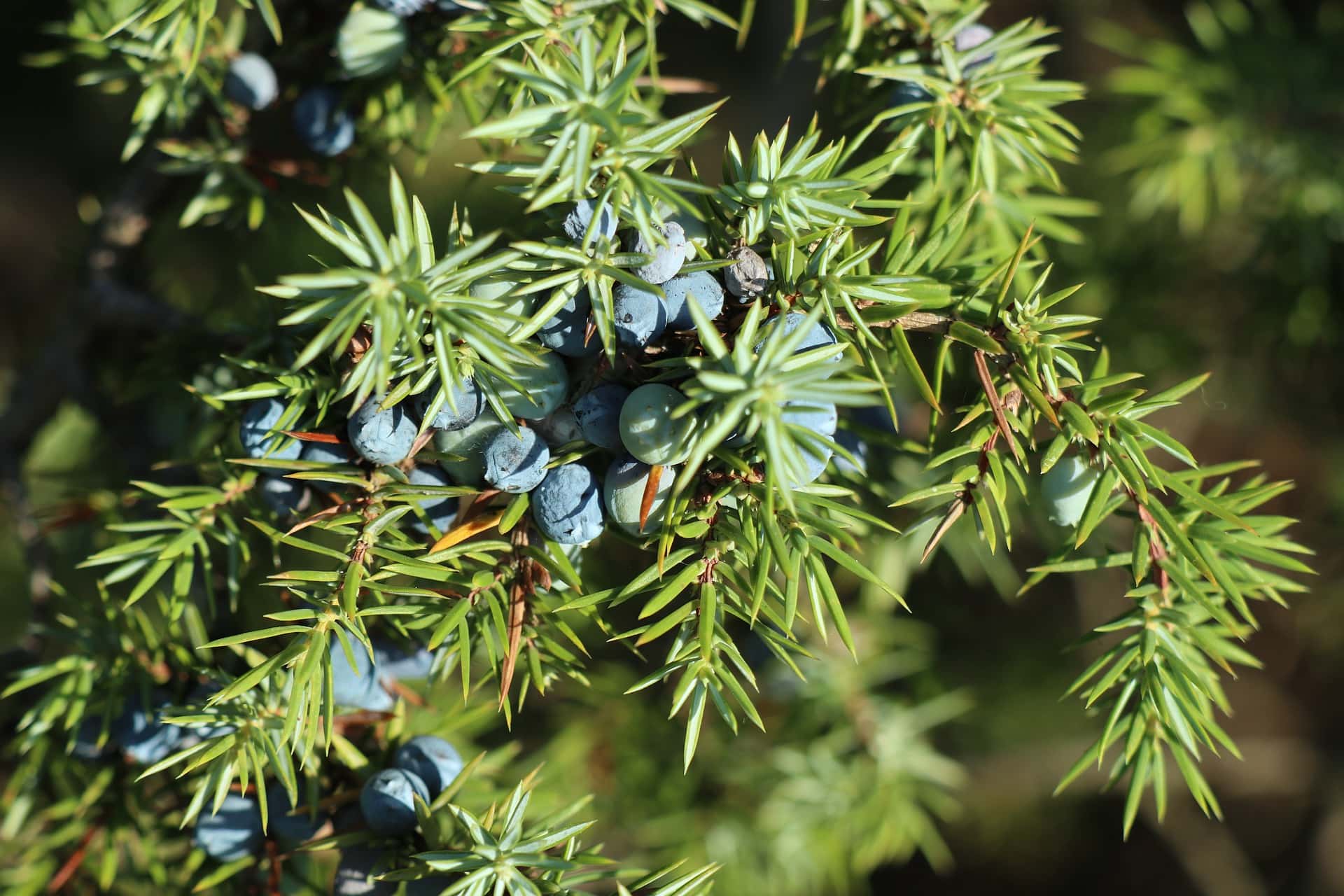 15 Shrubs You Can Plant Close To The House (With Pictures)