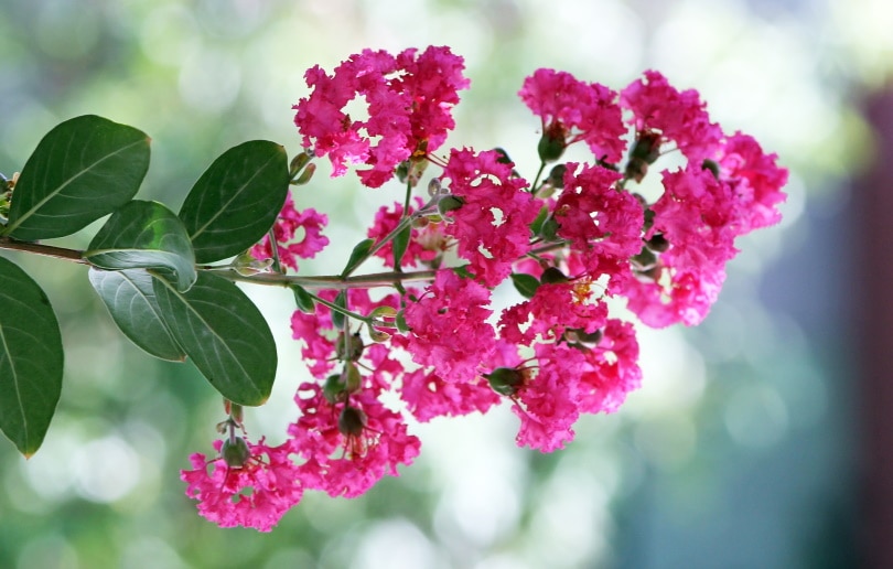 15 Shrubs You Can Plant Close To The House (With Pictures)