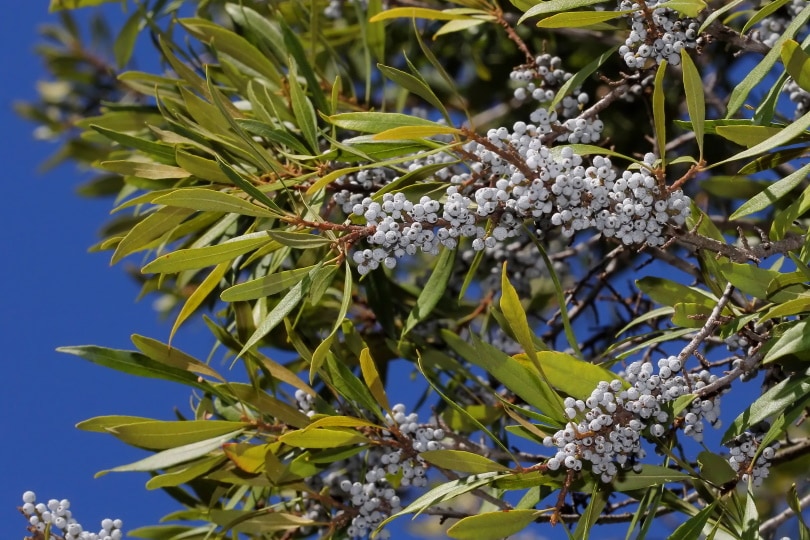 15 Shrubs You Can Plant Close To The House (With Pictures)