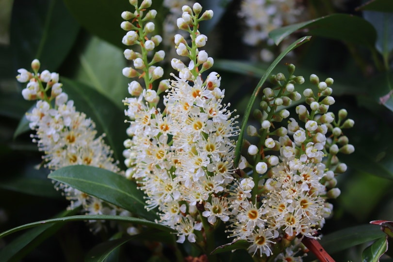 15 Shrubs You Can Plant Close To The House (With Pictures)