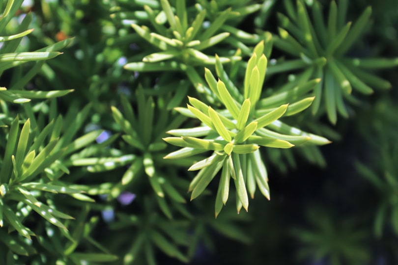 15 Shrubs You Can Plant Close To The House (With Pictures)