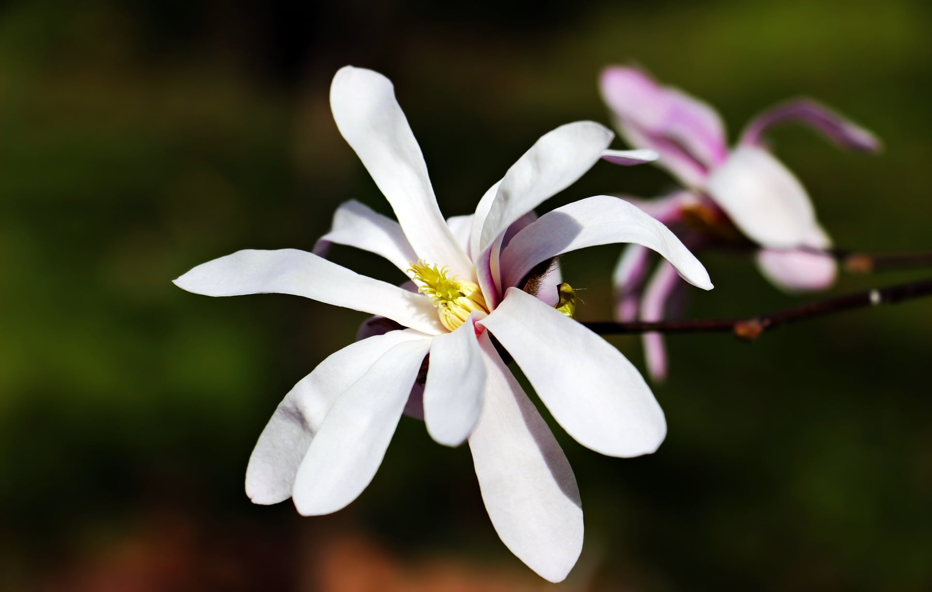 15 Shrubs You Can Plant Close To The House (With Pictures)