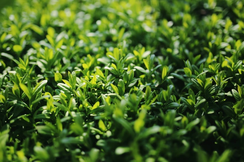 15 Shrubs You Can Plant Close To The House (With Pictures)