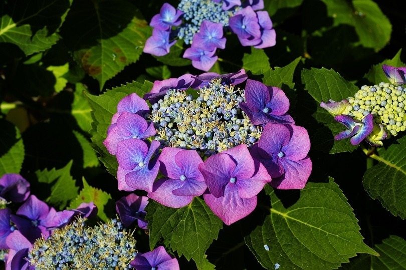 15 Shrubs You Can Plant Close To The House (With Pictures)