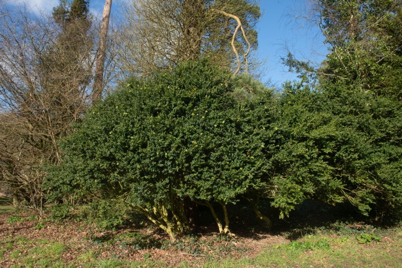 15 Shrubs You Can Plant Close To The House (With Pictures)