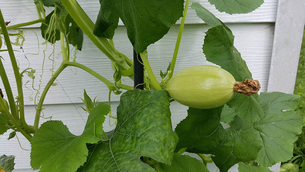 12 Best Vegetables To Grow In Florida (With Pictures)