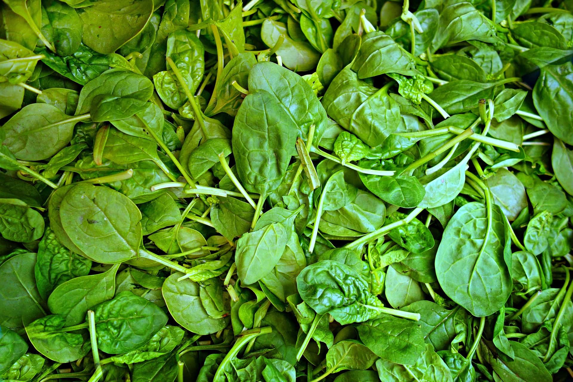12 Best Vegetables To Grow In Florida (With Pictures)