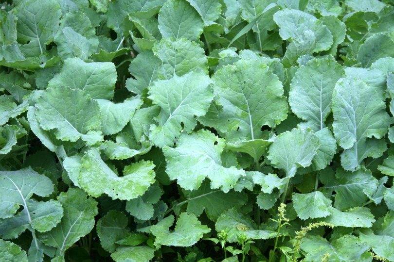 12 Best Vegetables To Grow In Florida (With Pictures)
