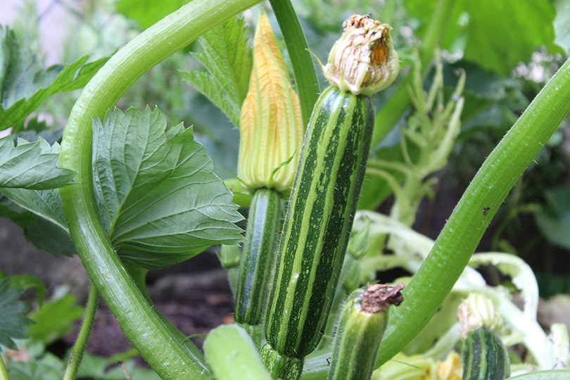 12 Best Vegetables to Grow in Michigan (With Pictures)