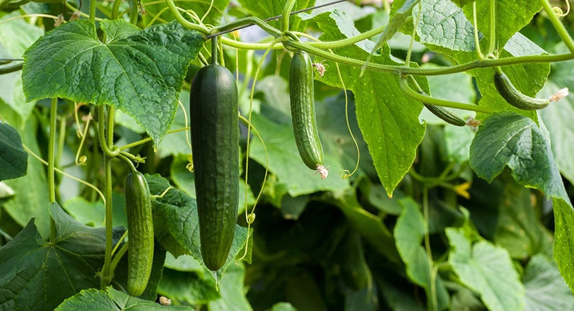 12 Best Vegetables to Grow in Michigan (With Pictures)