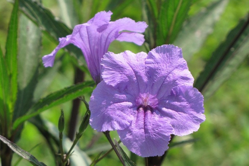 13 Best Flowers To Grow In Ohio (With Pictures)