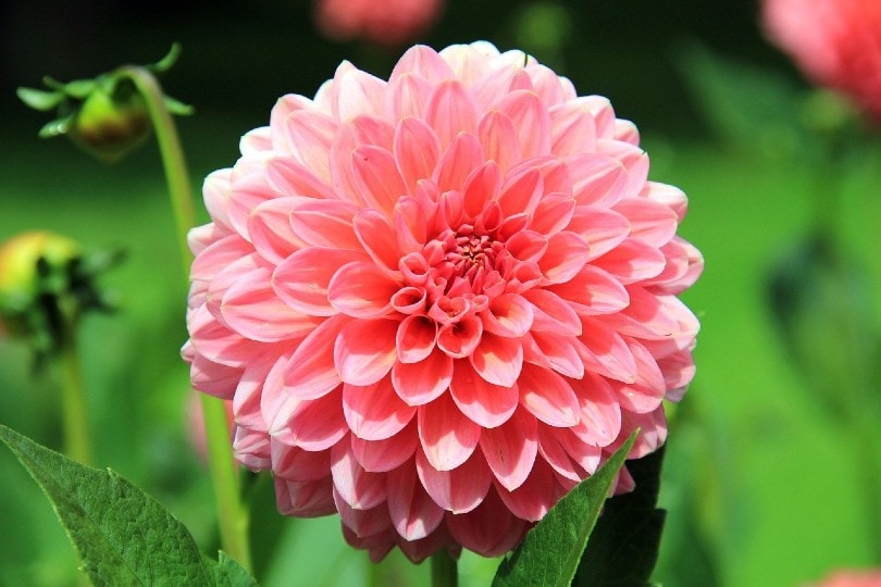 13 Best Flowers To Grow In Ohio (With Pictures)